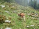 Goldseetrail_September_2011_088.JPG