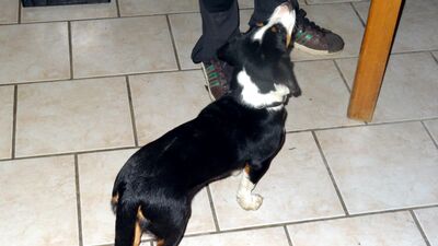 Klicken für Bild in voller Größe